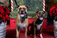SantaPaws2022-623