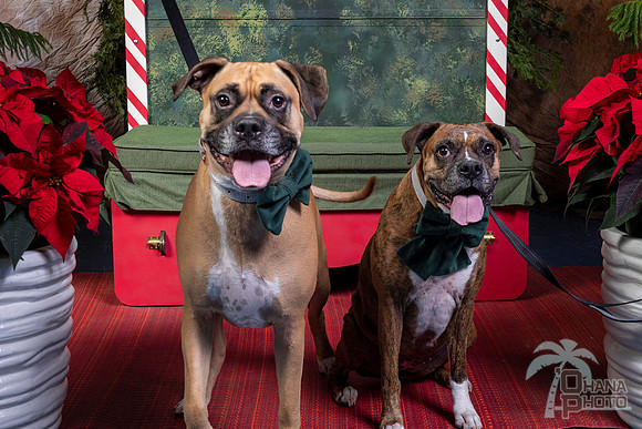 SantaPaws2022-623