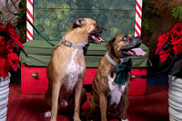 SantaPaws2022-622