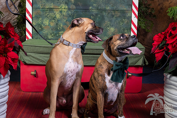 SantaPaws2022-622