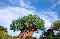 WDW_0163