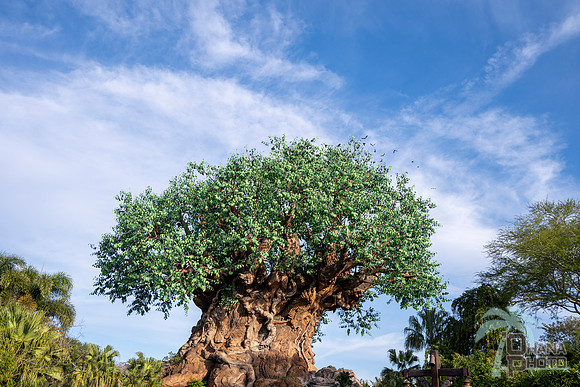 WDW_0163