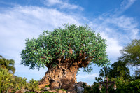 WDW_0165