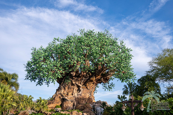 WDW_0165