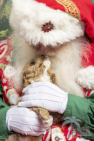 SantaPaws2019-0148