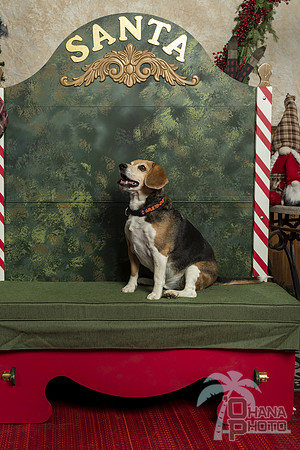 SantaPaws2019-0320