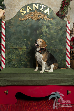 SantaPaws2019-0322