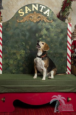 SantaPaws2019-0323