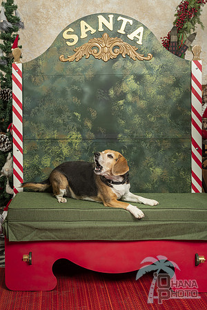 SantaPaws2019-0325