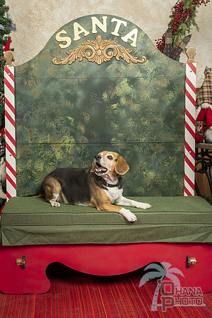 SantaPaws2019-0326