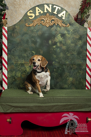 SantaPaws2019-0327