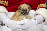 SantaPaws2019-0382