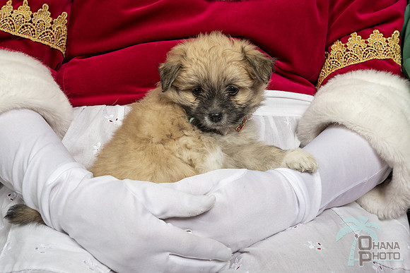 SantaPaws2019-0382