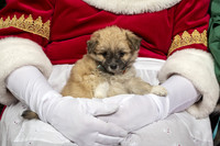 SantaPaws2019-0383