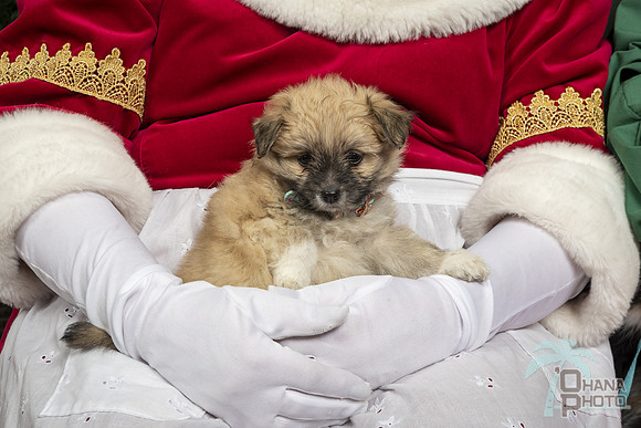 SantaPaws2019-0383